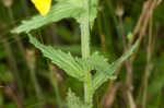 Yellow glandweed